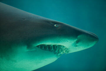 Naklejka premium Ragged Tooth Shark, Two Oceans Aquarium, Cape Town, South Africa