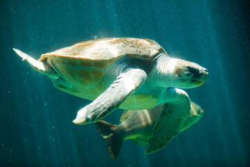 Leatherback Turtle, Two Oceans Aquarium, Cape Town, South Africa