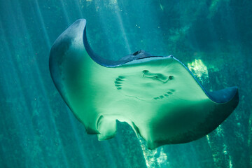 Short-Tailed Sting Ray, Two Oceans Aquarium, Cape Town, South Africa