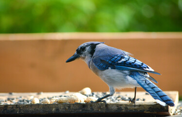 Birds & Squirrels Love Peanuts