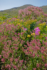 Wildflowers, Table Mountain National Park, Cape Town, South Africa