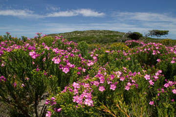 Wildflowers, Table Mountain National Park, Cape Town, South Africa