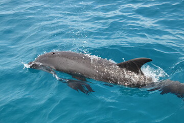 Naklejka premium Dauphin sauvage du lagon de Rangiroa, Polynésie française