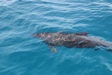 Dauphin sauvage du lagon de Rangiroa, Polynésie française