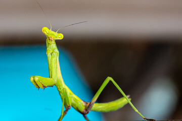 Praying Mantis