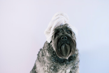 Schnauzer dog of black and white color sitting on a white background with a white towel tangled on his head.