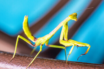 Praying Mantis
