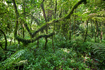 Bwindi Impenetrable Forest, Bwindi Impenetrable National Park, Uganda, Africa