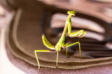 Praying Mantis