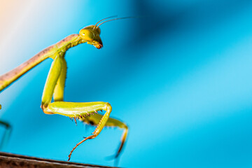 Praying Mantis