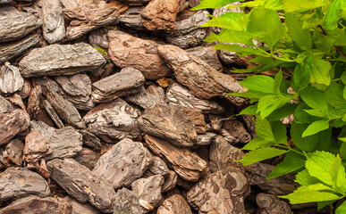 Crushed tree bark texture background closeup. Shredded brown tree bark for decoration