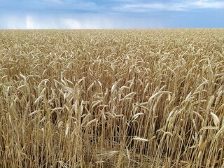 Wheat in the field