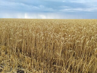 Wheat in the field