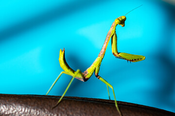 Praying Mantis