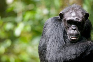 Chimpanzee, Kibale Forest Reserve, Uganda, Africa