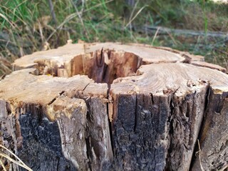 tree stump in the woods