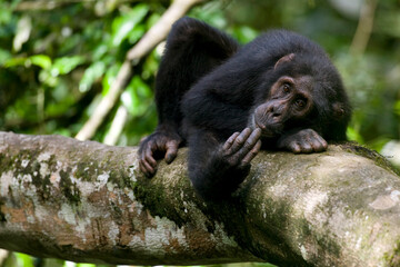 Chimpanzee, Kibale Forest Reserve, Uganda, Africa