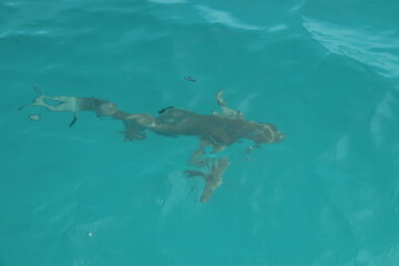 Fototapeta na wymiar Requin de lagon à Rangiroa, Polynésie française