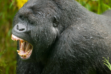 Mountain Gorilla, Bwindi Impenetrable National Park, Uganda, Africa © Paul