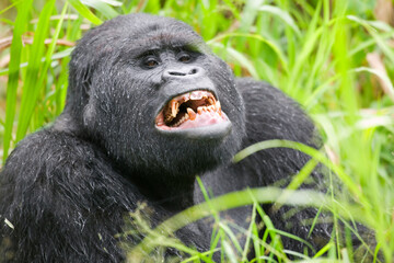 Silverback Mountain Gorilla, Bwindi Impenetrable National Park, Uganda, Africa