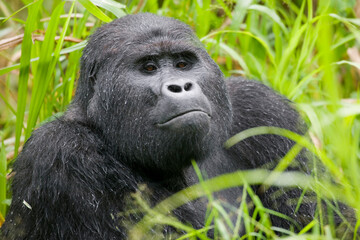 Silverback Mountain Gorilla, Bwindi Impenetrable National Park, Uganda, Africa