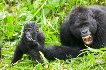 Obraz premium Silverback Mountain Gorilla with Baby, Bwindi Impenetrable National Park, Uganda, Africa