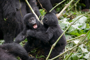 Mountain Gorillas, Bwindi Impenetrable National Park, Uganda, Africa