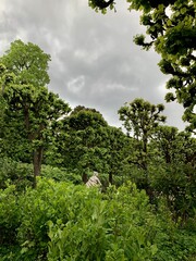 Fototapeta premium Secret Garden