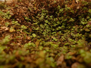 conjunto de pequeñas flores verdes