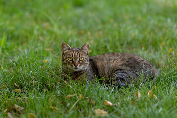 tabby cat lying in the grass