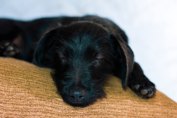 Close up of a small black dog with brown eyes lying asleep on a cream cushion and white background.