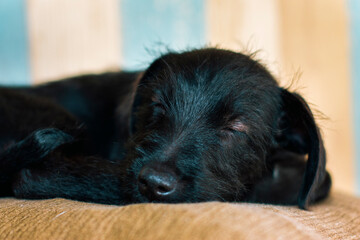 Close up of a small black dog with brown eyes lying asleep on a cream cushion and colored lines background.