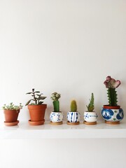ceramic pots with flowers