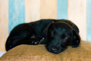 Small black dog with brown eyes lying asleep on a cream cushion and colored lines background.