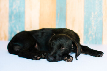 Small black dog with brown eyes lying sleeping on a white background and colored lines.
