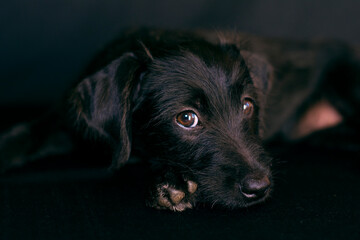 Small black dog with brown eyes lying on a black background.