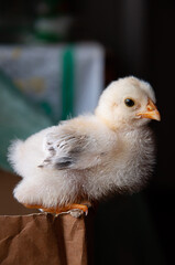small chick sitting on the edge of cardboard box © Eugene