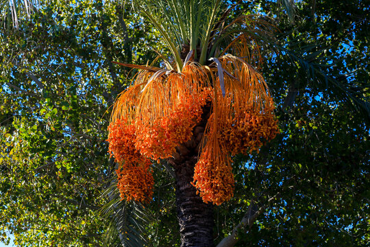 Palm trees and the fruits of the sheaves