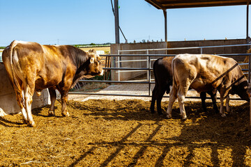 Vacas de producción de leche en establecimiento rural en Italia