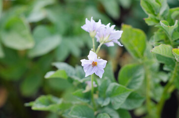 Fototapeta premium potato flowers