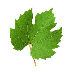 The leaf of grape