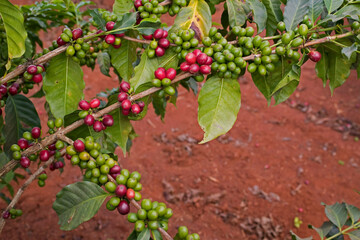 Arabica Coffee Beans, Ruira, Kenya, Africa