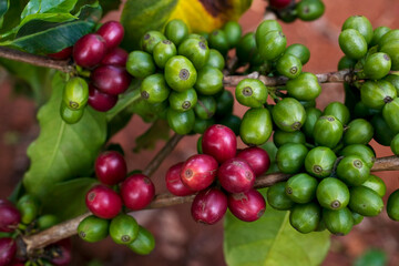 Arabica Coffee Beans, Ruira, Kenya, Africa