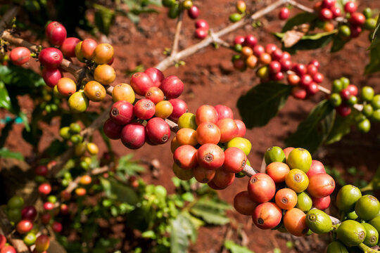Arabica Coffee Beans, Ruira, Kenya, Africa
