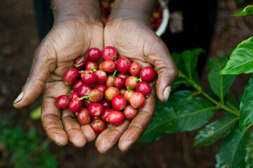 Hands Holding Coffee Beans, Ruira, Kenya, Africa
