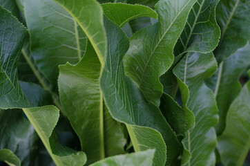 green leaves background