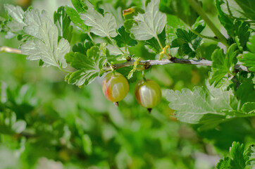 Fototapeta premium gooseberry