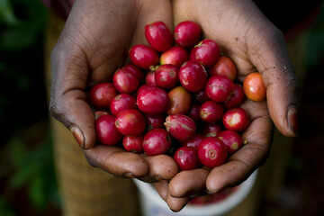 Hands Holding Coffee Beans, Ruira, Kenya, Africa © Paul