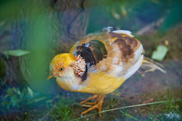 An exotic bird with bright plumage sits in the branches of trees.