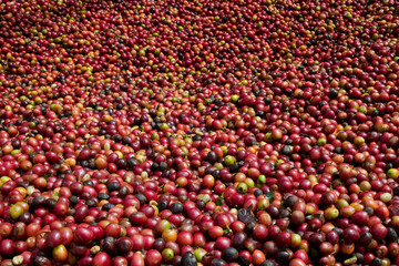 Arabica Coffee Beans, Ruira, Kenya, Africa